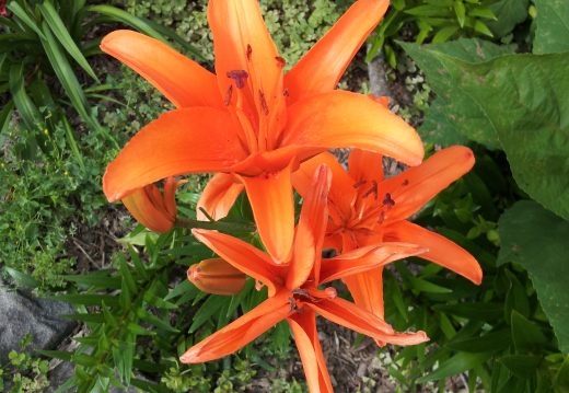 Garden & Flowers