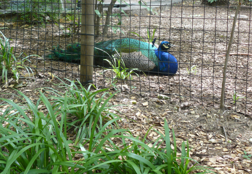 Zoos